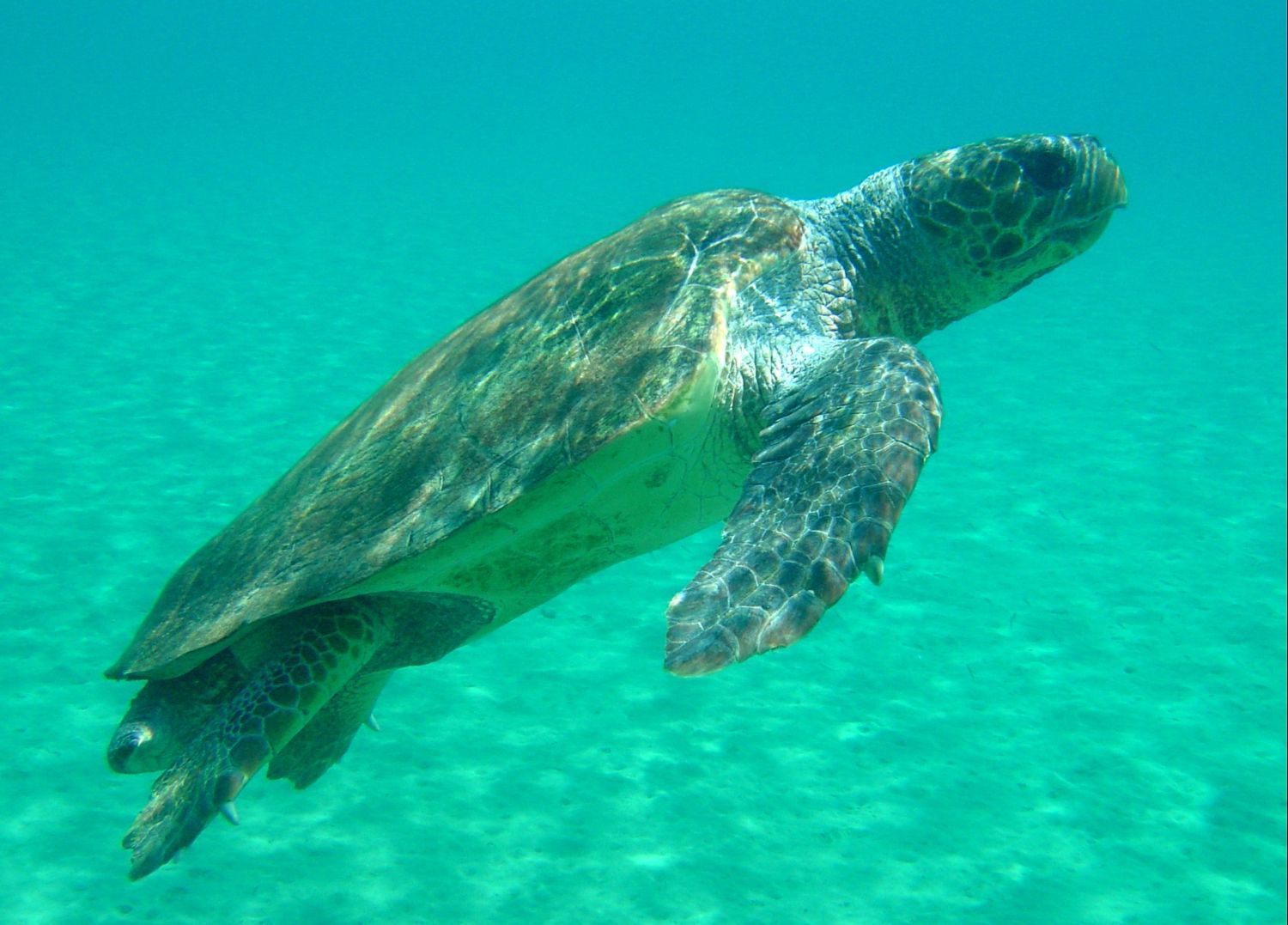 Παγκόσμια ημέρα της Χελώνας και 2 ενδιαφέρουσες προσκλήσεις από τον ΑΡΧΕΛΩΝ  για να γνωρίσουμε τις θαλάσσιες χελώνες!